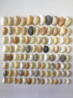 Seashells 100 Slipper Shells 7/8” to 1-3/4” Natural Beach Crafts Decor